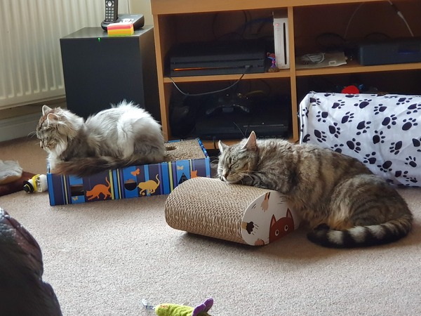 How do I stop my siamese scratching the carpet?