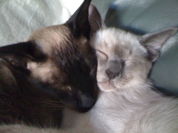 2 cats or 1?