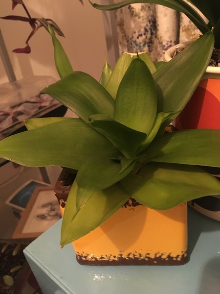 What is this tolerant houseplant?