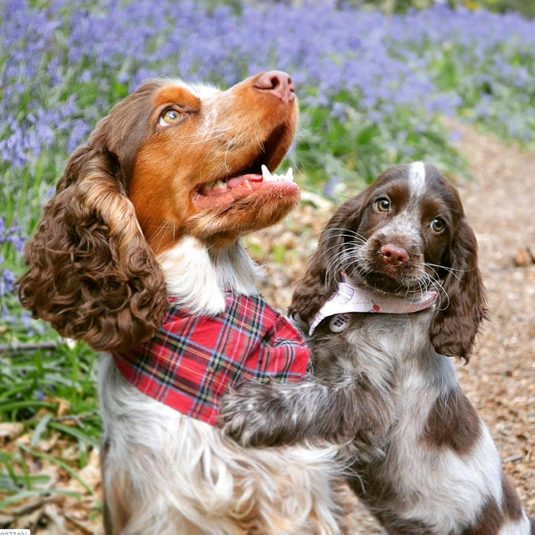 Which dog???