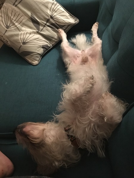 Rehomed dog separation anxiety