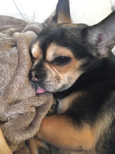To ask you all your favourite dog breeds?