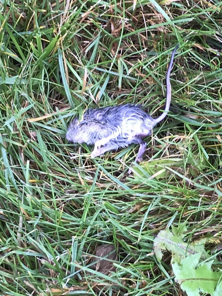 What is this rodenty thing?