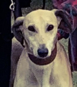 Lively Lurcher on the lead