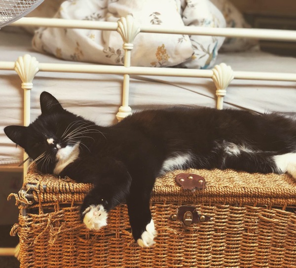Missing cat - keeping the faith