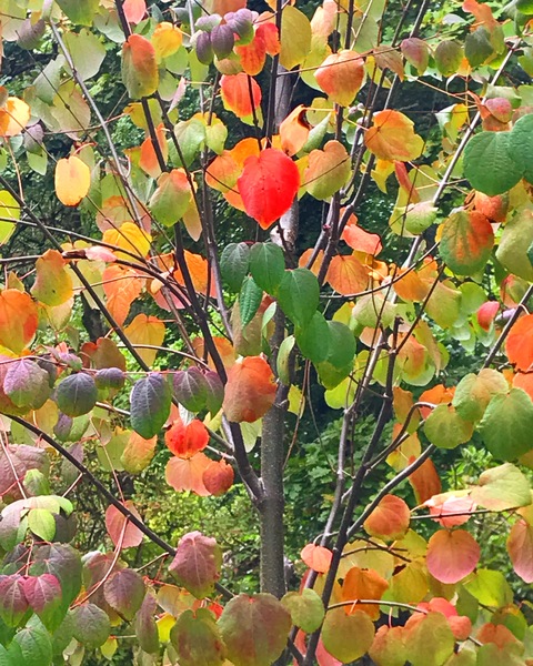 Autumnal palette