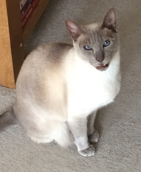 Westministenders: Slow News Fake News