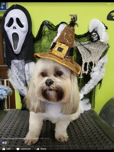 Hallowe'en Pet Photo (because you know you want to)