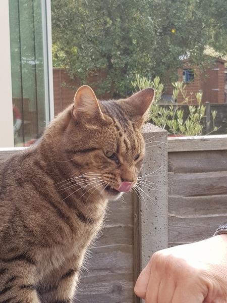 Next door's -thug- cat