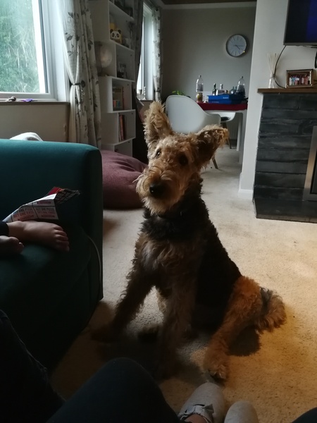 To ask you all your favourite dog breeds?