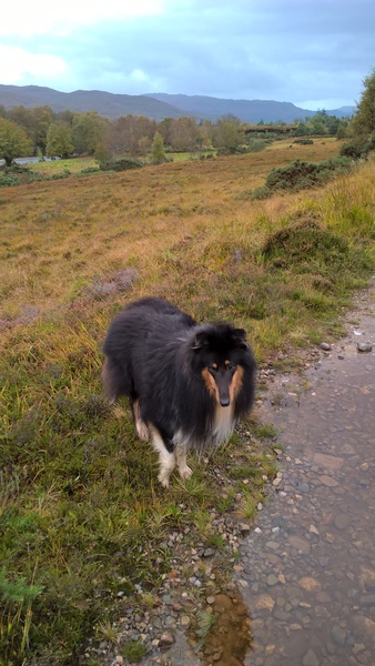 To ask you all your favourite dog breeds?