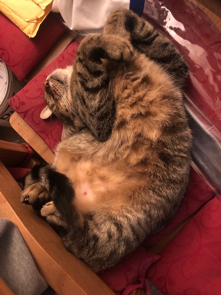 Next door's -thug- cat