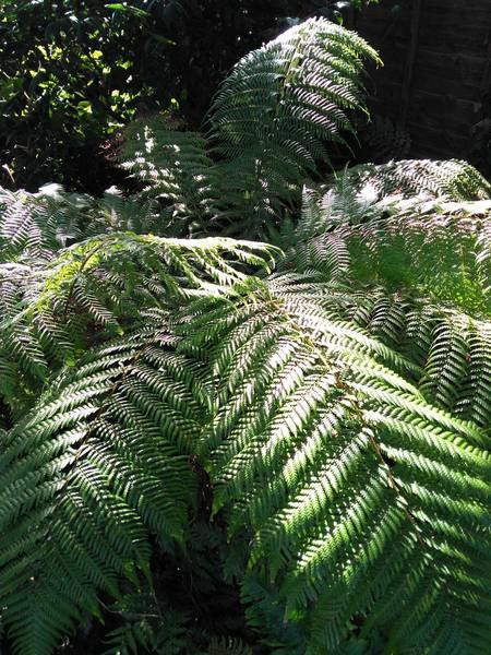 The Reconciliation Cafe