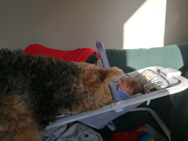 Patterdale terriers and babies.....