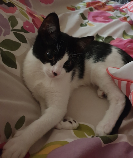 To get another cat?