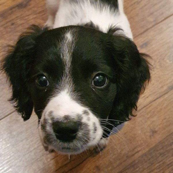 Puppy Support Group 2