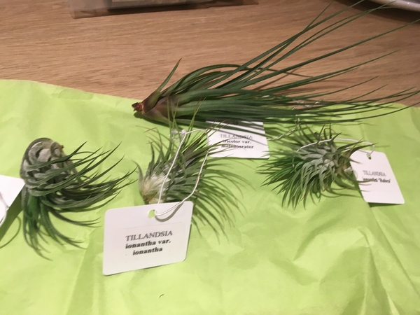 Any recommendations for where to purchase tillandsia (air plants) online?