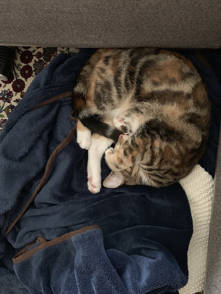 Where should the kitten sleep?