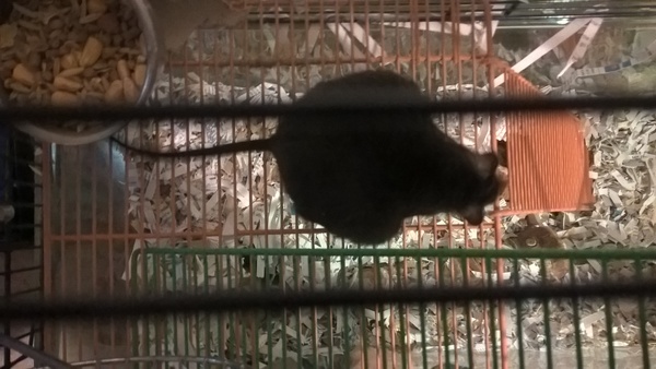 Really weird gerbil mystery