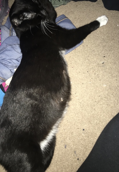 Meet my foster kitty