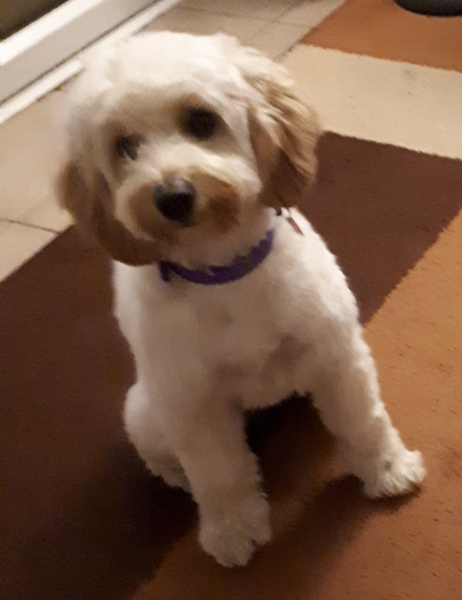 AIBU to ask anyone considering buying a designer cross-breed puppy to follow this animal shelter for a few weeks before going ahead?