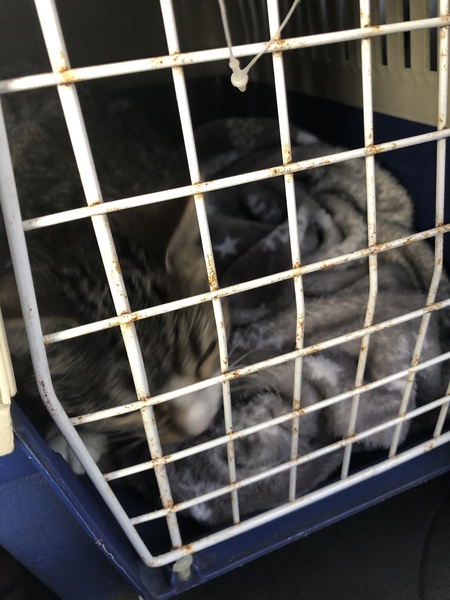 Not sure what to do with this lovely little cat...help!