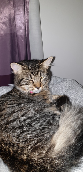 Cat insurance