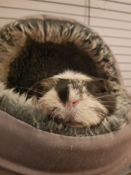 What do your guinea pigs do in the winter?