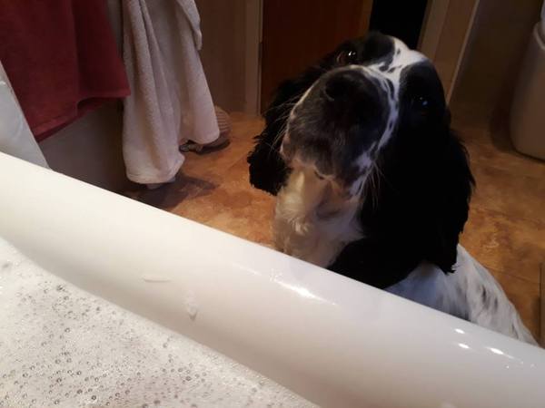 To ask you not to forget this about your dog...