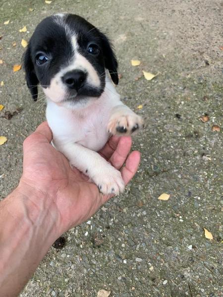New puppy in a month. Does this all sound ok?