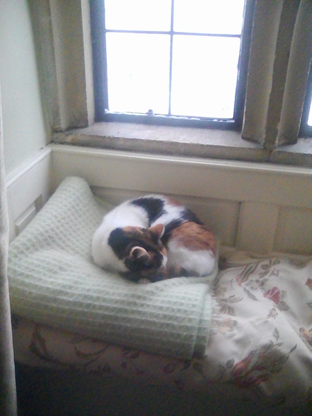 Westminstenders: DUP says no