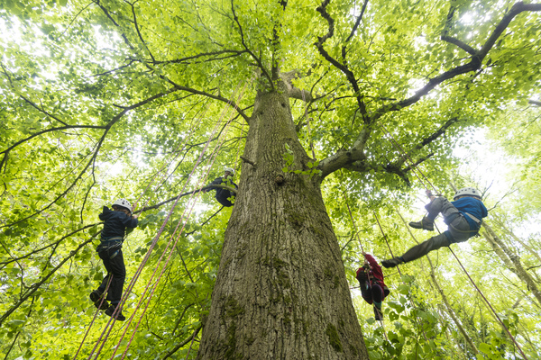Half Term Tree Climbing Fun
