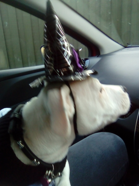 Westminstenders: The Slow No