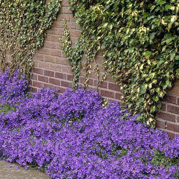 Winter / Spring Border planting advice