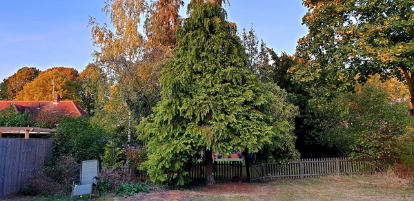 Is this conifer healthy?