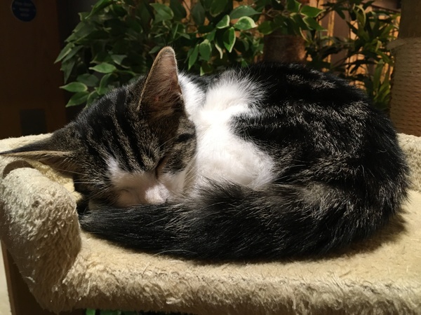 Westministenders: Sub-Prime Minister at large