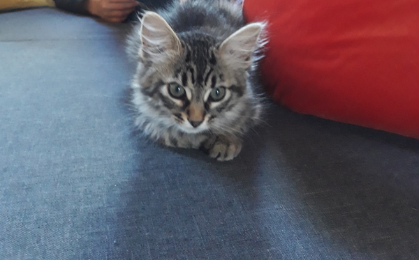 Westminstenders: Showdown