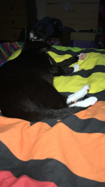 Meet my foster kitty