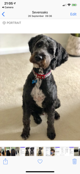Questions about getting a dog