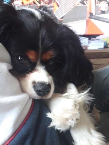 To ask you all your favourite dog breeds?