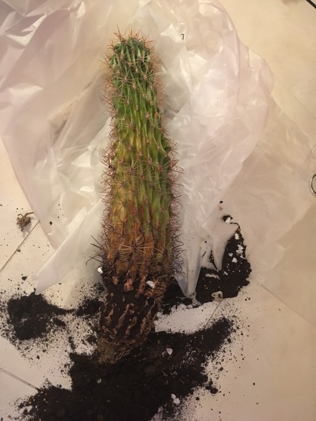 How to repot this bruiser of a cactus so it doesn't lean
