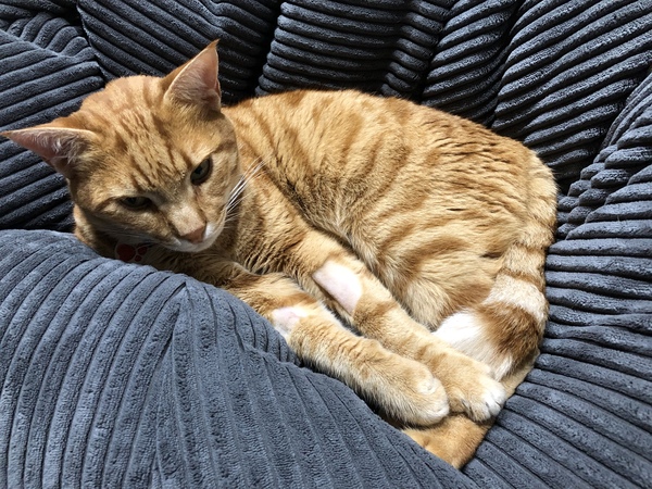 Cat ate a mouse whole, seems to be feeling rough!