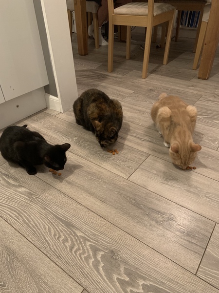 Cat chat - 100 slave tips