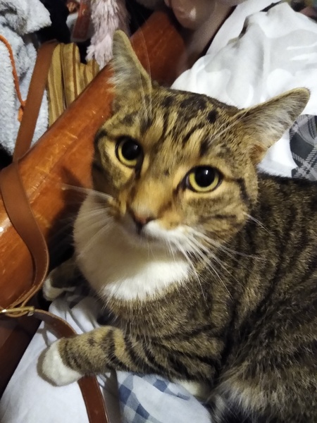 Meet my foster kitty