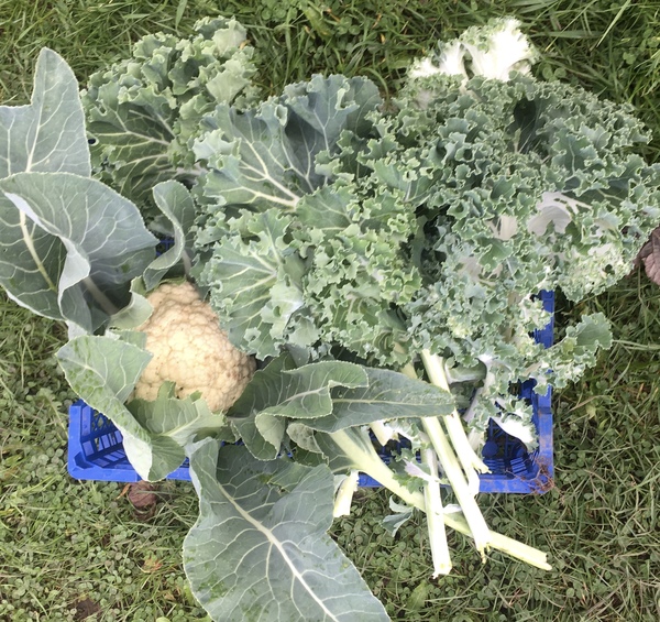 Allotment/Veg Patch Thread 14 ! growing into summer