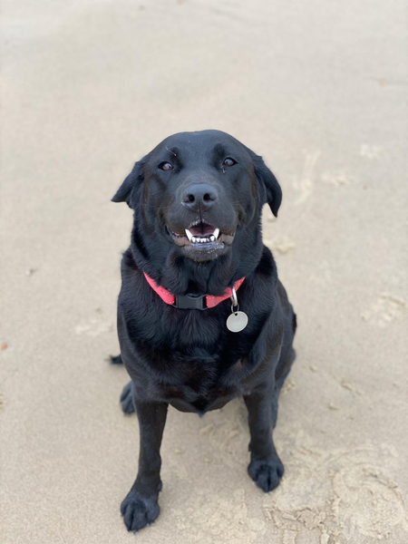 Westministenders: Slow News Fake News