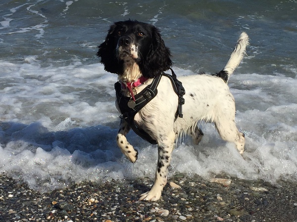 To ask you all your favourite dog breeds?
