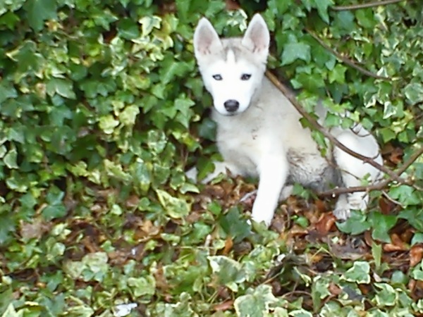 New puppy in a month. Does this all sound ok?