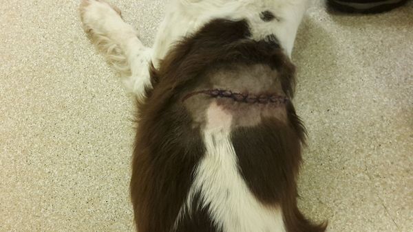 To go back to the vet?