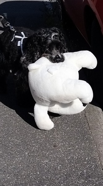 How has your pet brought joy to your life?
